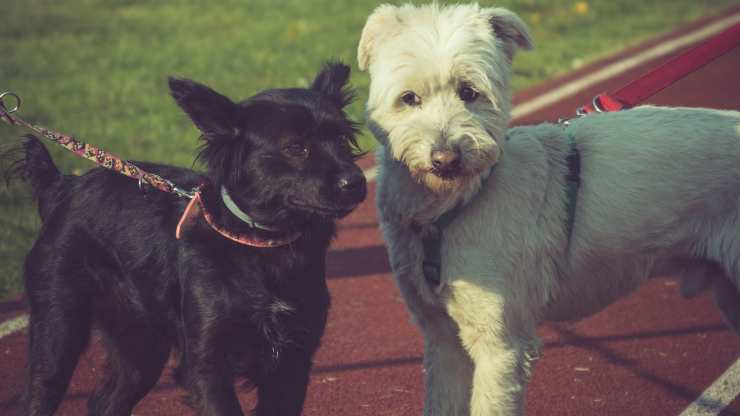 perros