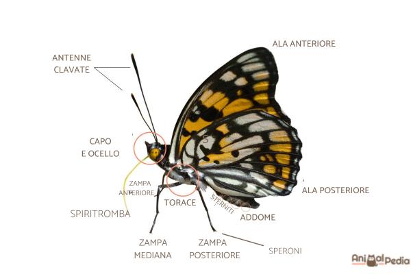 Las partes del cuerpo de la mariposa - Tórax de la mariposa