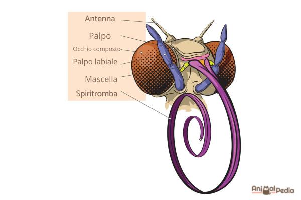 Partes del cuerpo de la mariposa - Cabeza de la mariposa