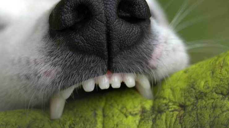 dientes de perro