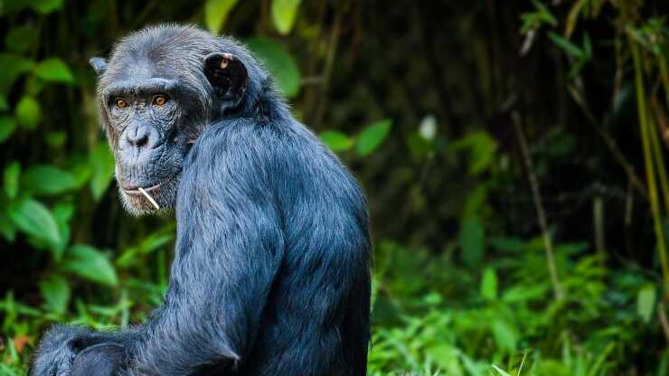Los humanos entienden a los chimpancés