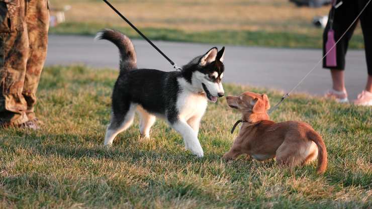 perros y cancer contagioso