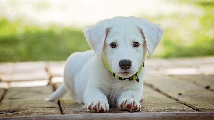 porque los cachorros son tan lindos