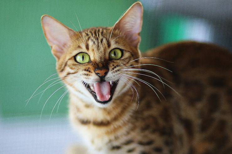 Limpieza bucal del gato