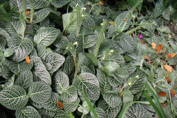 Plantas no venenosas para perros - Fittonia (Fittonia albivenis)
