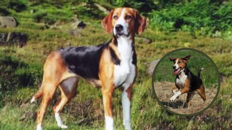 Adopta un Hamilton Stovare