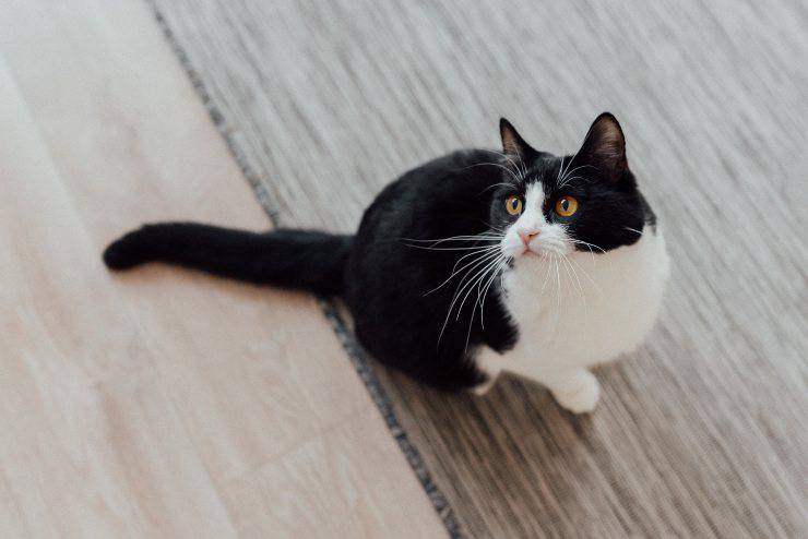 El felino quiere comer.