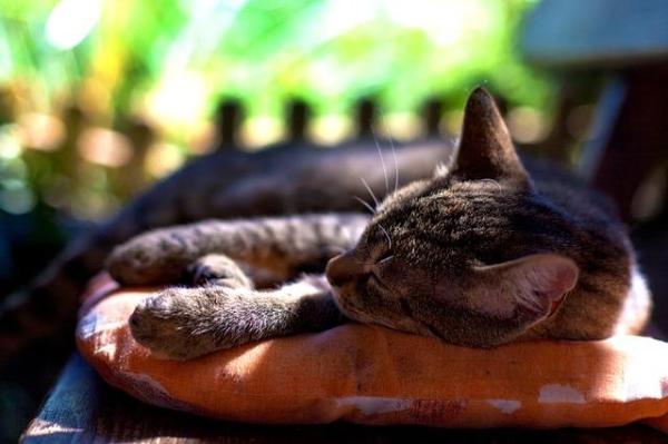 Cómo calmar a un gato agresivo - Ofrécele un ambiente tranquilo