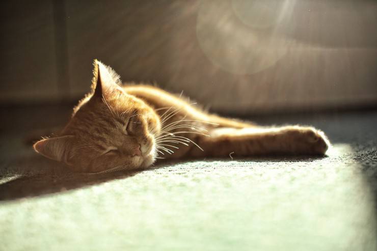 gato al sol