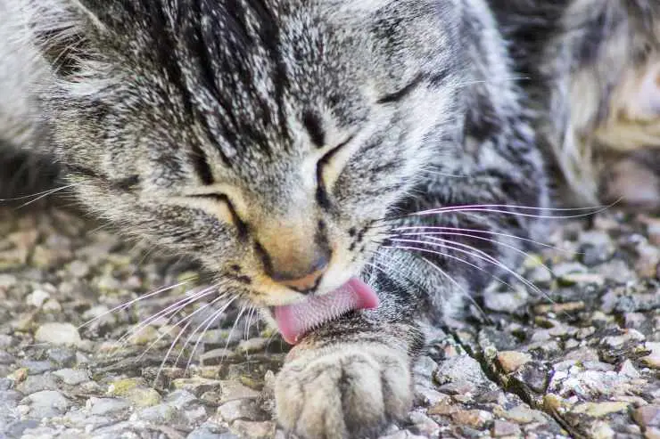 gatito