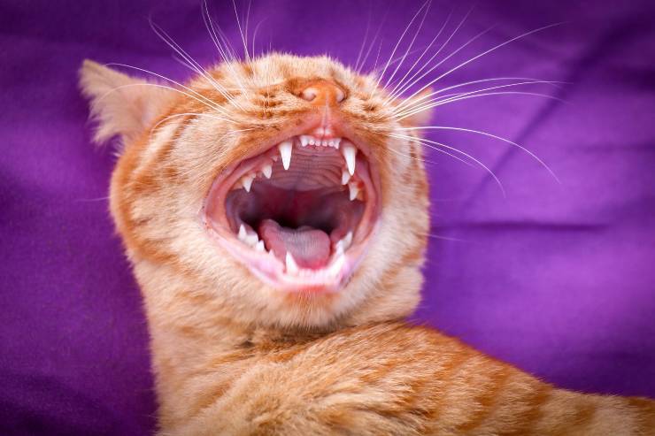 Cómo limpiar la boca y los dientes de tu gato Cómo limpiar la boca y los dientes de tu gato