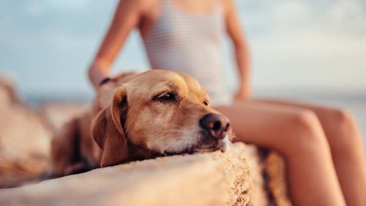 perro puede quemarse la nariz