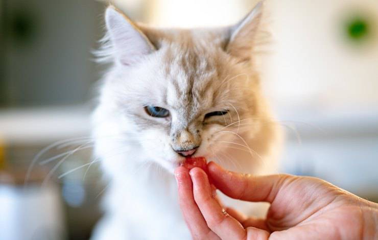 El gato puede comer dátiles. El gato puede comer dátiles.