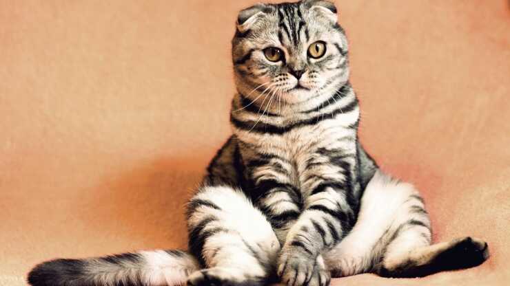 Sistema de termorregulación para gatos