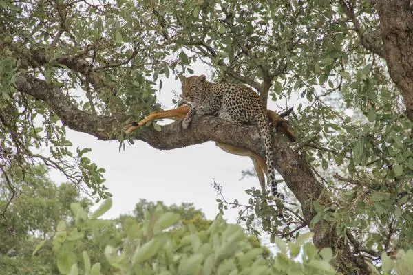 ¿Qué come el leopardo? - Cómo caza el leopardo