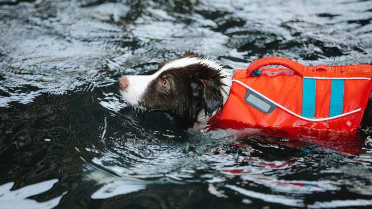 Cuándo usar salvavidas para perros