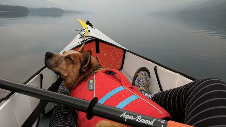 perro en el barco