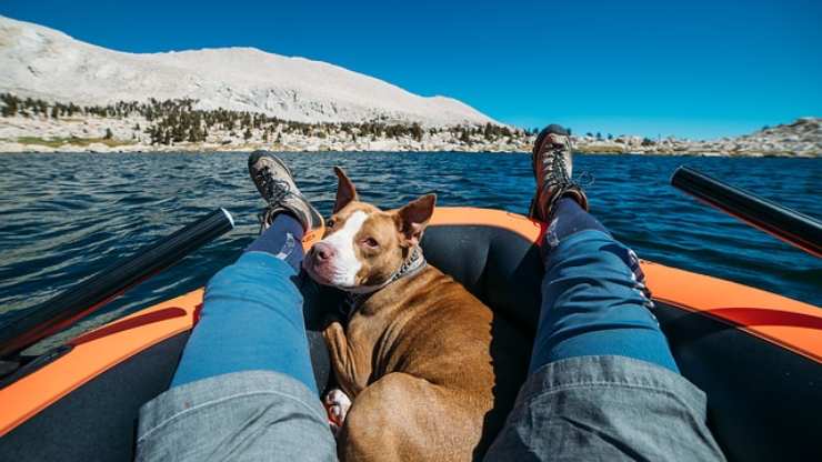perro en el bote