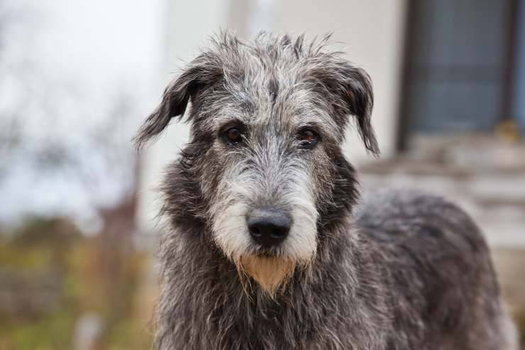 Perro lobo irlandés