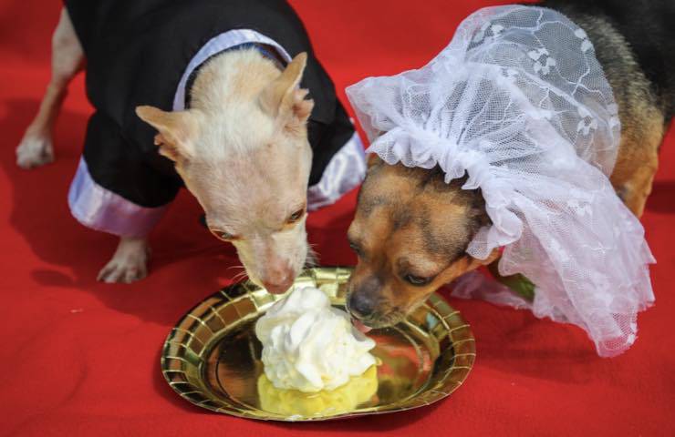 Perros cacahuetes y anacardos casados