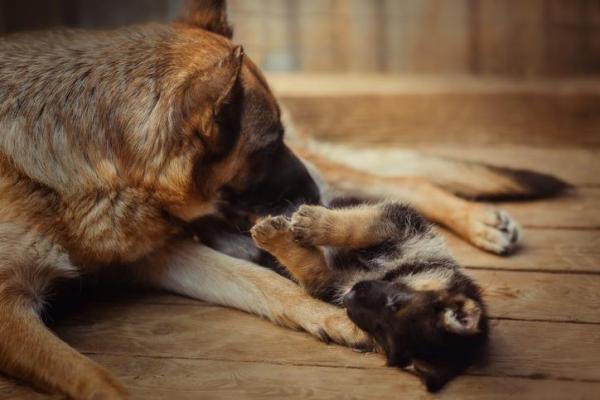 ¿Por qué la madre perro come cachorros? - Por qué el perro muerde a sus cachorros