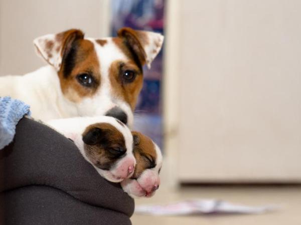 ¿Por qué la madre perro come cachorros? - ¿Por qué los perros machos se comen a sus cachorros?