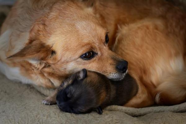 ¿Por qué la madre perro come cachorros? - La relación del perro con sus cachorros