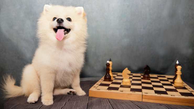 actividades de salud mental para perros