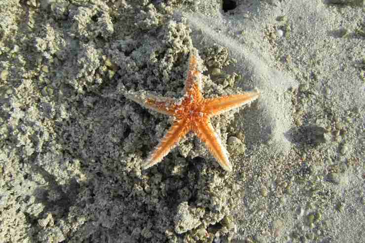 Curiosidad por la estrella de mar