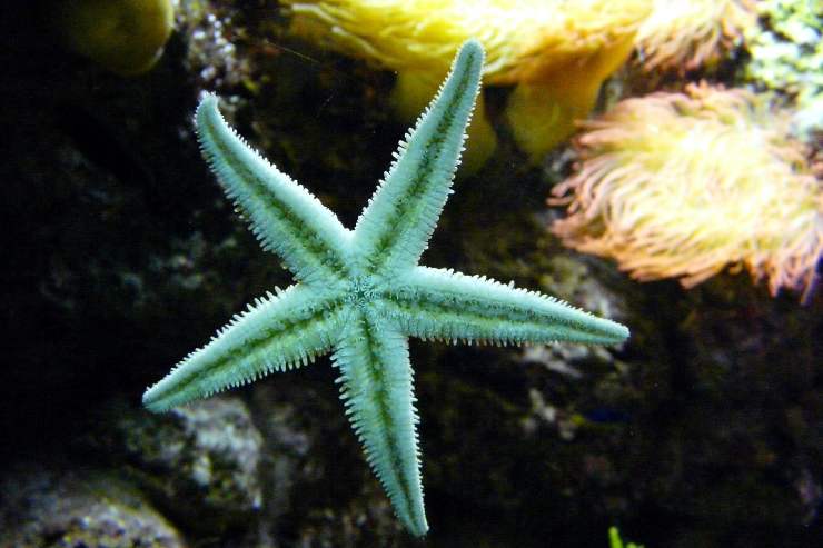 Características de la estrella de mar