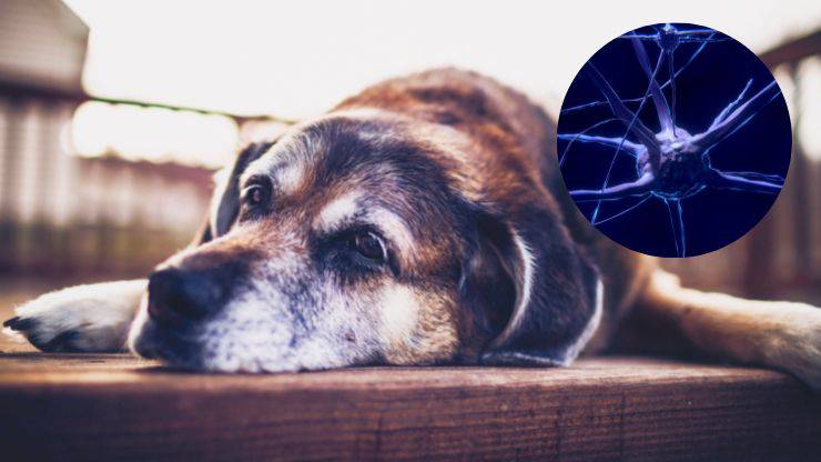 Sedentarismo y demencia en perros