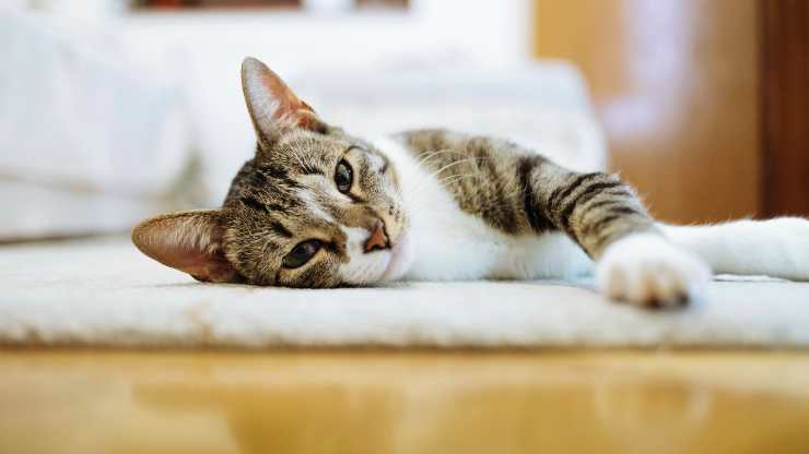 ¿Por qué el estómago del gato hace ruido?