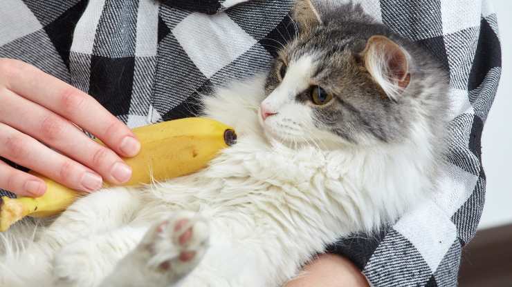 gato plátano