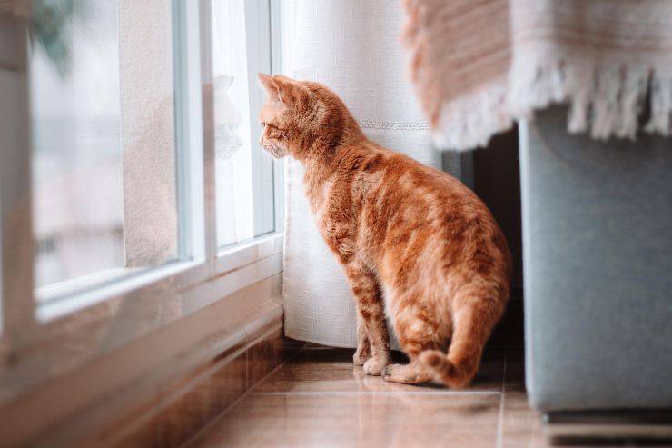 El gato en su casa