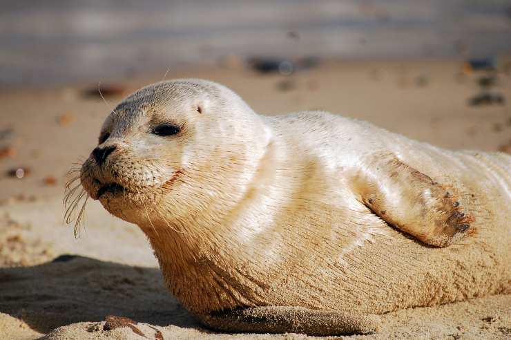 Porque la foca monje está en peligro de extinción Porque la foca monje está en peligro de extinción