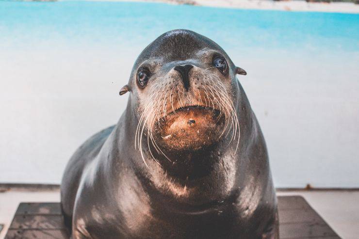 El mamífero y su mirada