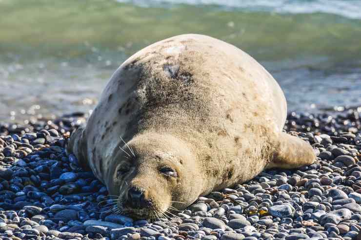 la foca esta durmiendo