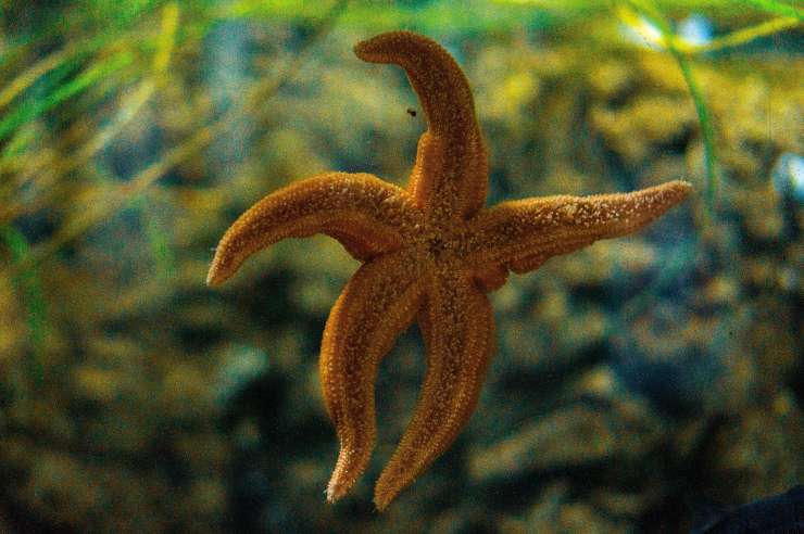 Cómo se alimenta la estrella de mar Cómo se alimenta la estrella de mar