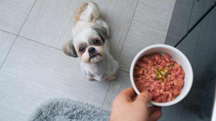 hamburguesas para perros