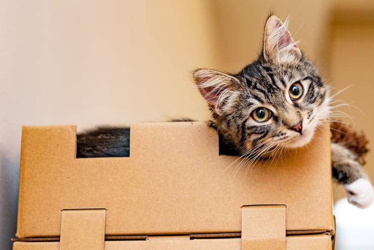 El gato adulto cambia de amo El gato adulto cambia de amo