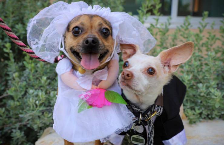 Perros cacahuetes y anacardos casados