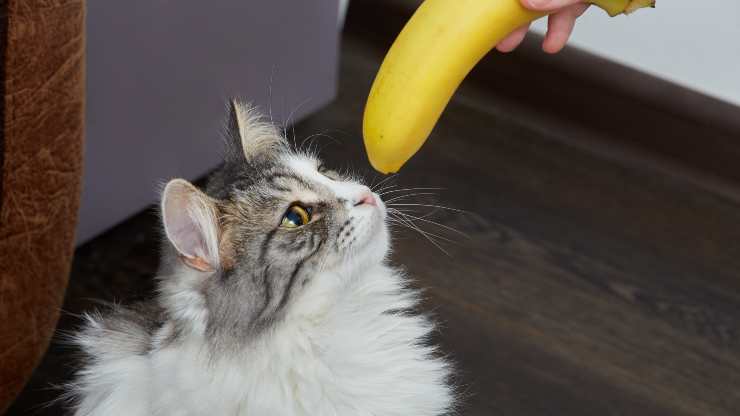 ¿Por qué los gatos le tienen miedo a los plátanos?