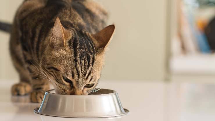 albóndigas de salmón para gato
