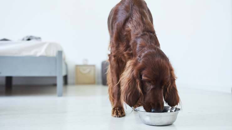 el perro puede comer soja