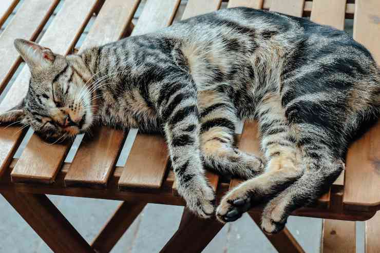 gato duerme afuera