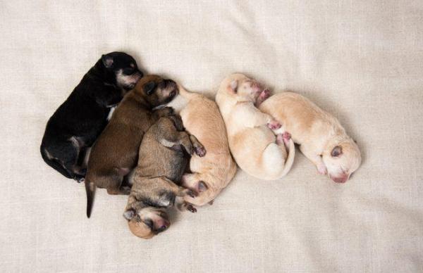 ¿Por qué mueren los cachorros recién nacidos? - Mortalidad neonatal en cachorros