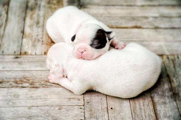 ¿Por qué mueren los cachorros recién nacidos? - Síntomas del síndrome de emaciación del cachorro.