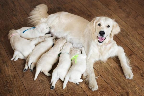 ¿Por qué mueren los cachorros recién nacidos? - Cómo prevenir la muerte del cachorro