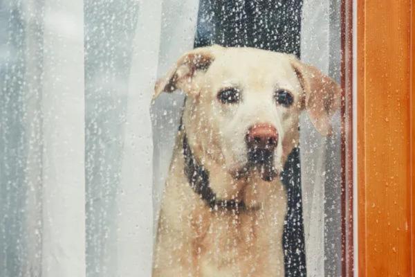 Consejos y trucos para evitar que tu perro orine en casa - 4. Reduce su nivel de estrés