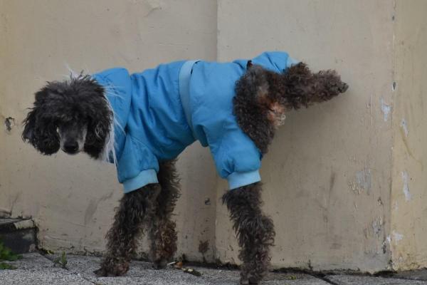 Consejos y trucos para evitar que tu perro orine en casa - 1. Refuérzalo cada vez que orine en la calle